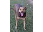 Adopt DAISY a Brown/Chocolate - with Tan Shepherd (Unknown Type) / Hound