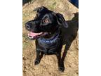 Adopt MAX a Black Labrador Retriever / Mixed dog in Harrisburg, VA (37356299)