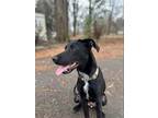 Adopt Jack a Black - with White Labrador Retriever / Mixed dog in Harrisburg