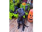 Adopt MABLE a Black - with Brown, Red, Golden, Orange or Chestnut Labrador
