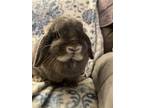 Adopt ROSIE a Lop-Eared / Mixed (medium coat) rabbit in Olive Branch