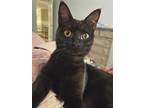 Adopt Monday a All Black Bombay / Mixed (short coat) cat in Olive Branch