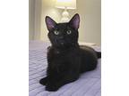 Adopt Blackberry a All Black Bombay / Mixed (short coat) cat in Olive Branch