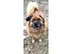 Adopt Baby Bear a Brown/Chocolate - with Black Chow Chow / Leonberger / Mixed