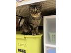 Adopt Ears Malone a Spotted Tabby/Leopard Spotted British Shorthair / Mixed