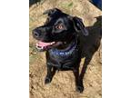 Adopt MAX a Black Labrador Retriever / Mixed dog in Olive Branch, MS (37356394)