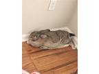 Adopt Chloe a New Zealand / Mixed (medium coat) rabbit in Olive Branch