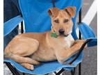 Adopt Snapper a Tan/Yellow/Fawn Carolina Dog / Labrador Retriever / Mixed dog in