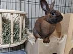 Adopt Clint Eastwood a Other/Unknown / Mixed (medium coat) rabbit in Olive