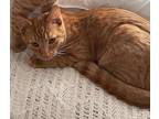Adopt Larry a Orange or Red (Mostly) Domestic Shorthair / Mixed (short coat) cat