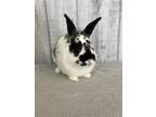 Adopt Binx a Multi Other/Unknown / Mixed (medium coat) rabbit in Olive Branch