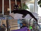 Adopt DINKY a Black (Mostly) Bombay / Mixed (short coat) cat in Olive Branch