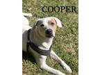 Adopt Cooper a White - with Tan, Yellow or Fawn Pointer / Mixed dog in Olive