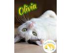 Adopt Olivia a White (Mostly) Domestic Shorthair / Mixed (short coat) cat in