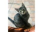 Adopt Paulie a Gray, Blue or Silver Tabby Domestic Shorthair / Mixed (short