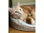 Adopt Garf a Orange or Red Domestic Shorthair / Mixed (short coat) cat in