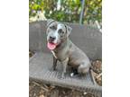 Adopt Blue Jay a Gray/Silver/Salt & Pepper - with White Terrier (Unknown Type