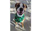Adopt Heyward a Brown/Chocolate - with White Boxer / Mixed dog in Hilton Head