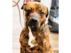 Adopt Marty a Brindle Plott Hound / Mixed dog in Hilton Head, SC (36892370)