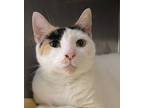 Adopt Calesta a Calico or Dilute Calico Domestic Shorthair / Mixed (short coat)