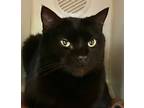 Adopt Colleen a All Black Domestic Shorthair / Mixed (short coat) cat in Hilton