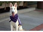 Adopt Trina a Siberian Husky / Mixed dog in Walnut Creek, CA (37299273)