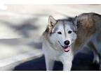 Adopt Sassy a Gray/Silver/Salt & Pepper - with White Siberian Husky / Mixed dog