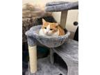 Adopt Ginger a Orange or Red (Mostly) American Shorthair / Mixed (short coat)