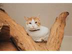 Adopt Hugo a American Shorthair / Mixed (short coat) cat in DuQuoin