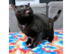 Adopt Blackie a All Black Domestic Shorthair / Mixed (short coat) cat in Laurel