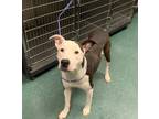 Adopt Rose a Mixed Breed (Medium) / Mixed dog in Jonesboro, AR (37565071)