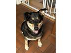 Adopt Eclipse a Black - with Tan, Yellow or Fawn Shepherd (Unknown Type) / Mixed