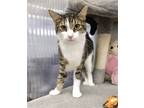 Adopt Ulisses a Domestic Shorthair / Mixed (short coat) cat in Margate