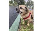 Adopt ALEX a Pug / Mixed dog in Margate, FL (37478010)