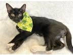 Adopt Pratt a Black & White or Tuxedo Domestic Shorthair / Mixed cat in Margate