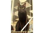 Adopt Dwight a All Black Domestic Mediumhair / Mixed (medium coat) cat in