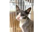Adopt Alicia a Gray or Blue (Mostly) Domestic Shorthair / Mixed (short coat) cat