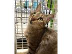 Adopt Valentina a Brown Tabby Domestic Shorthair / Mixed (short coat) cat in