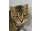 Adopt Eydie a Brown Tabby Domestic Shorthair / Mixed (short coat) cat in