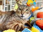 Adopt ELMO a Brown Tabby Domestic Shorthair / Mixed (short coat) cat in Margate