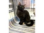 Adopt Dona a Gray or Blue (Mostly) Domestic Shorthair / Mixed (short coat) cat