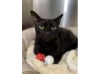 Adopt Dionisio a All Black Domestic Shorthair / Mixed (short coat) cat in