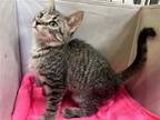 Adopt Houdini a Domestic Shorthair / Mixed (short coat) cat in Margate