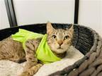 Adopt Valeria a Brown Tabby Domestic Shorthair / Mixed (short coat) cat in