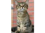 Adopt Jessica a Domestic Shorthair / Mixed (short coat) cat in Margate