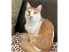 Adopt Demi a Orange or Red (Mostly) Domestic Longhair / Mixed (long coat) cat in
