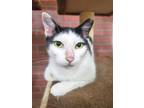 Adopt Zara a Black & White or Tuxedo Domestic Shorthair / Mixed (short coat) cat