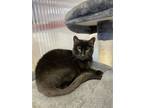 Adopt Lara a All Black Domestic Shorthair / Mixed (short coat) cat in Margate