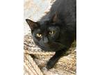 Adopt JR a All Black Domestic Shorthair / Mixed (short coat) cat in Margate