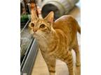 Adopt JACOB JINGLE a Orange or Red Domestic Shorthair / Mixed (short coat) cat